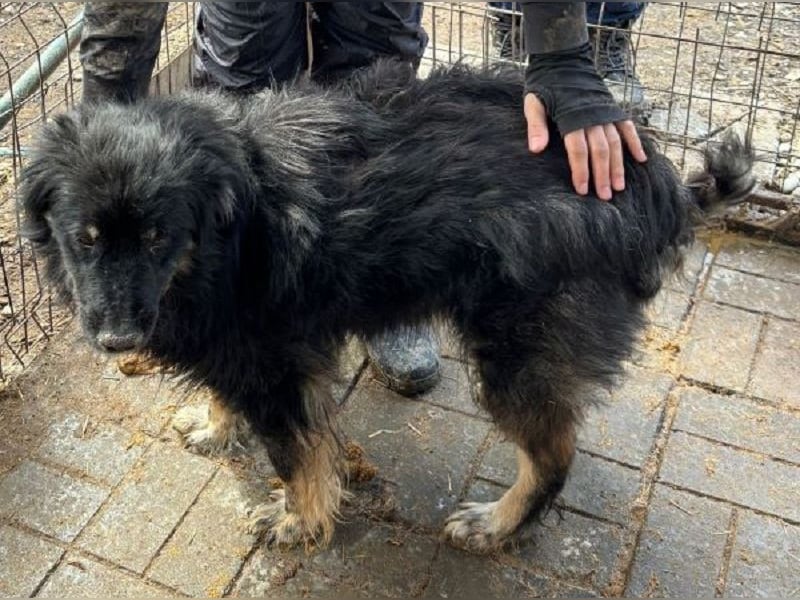♥CESAR♥ super lieber, fröhlicher, verschmuster, wunderschöner Rüde mit längerem Fell 51 cm