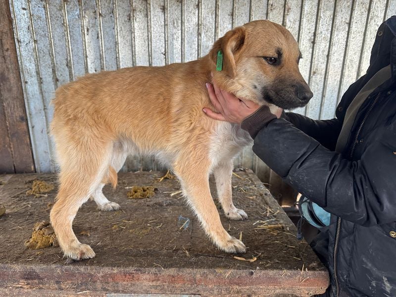 ♥PEPITO♥ ganz niedlicher, aufgeschlossener, verspielter Junior - wird max. mittelgroß