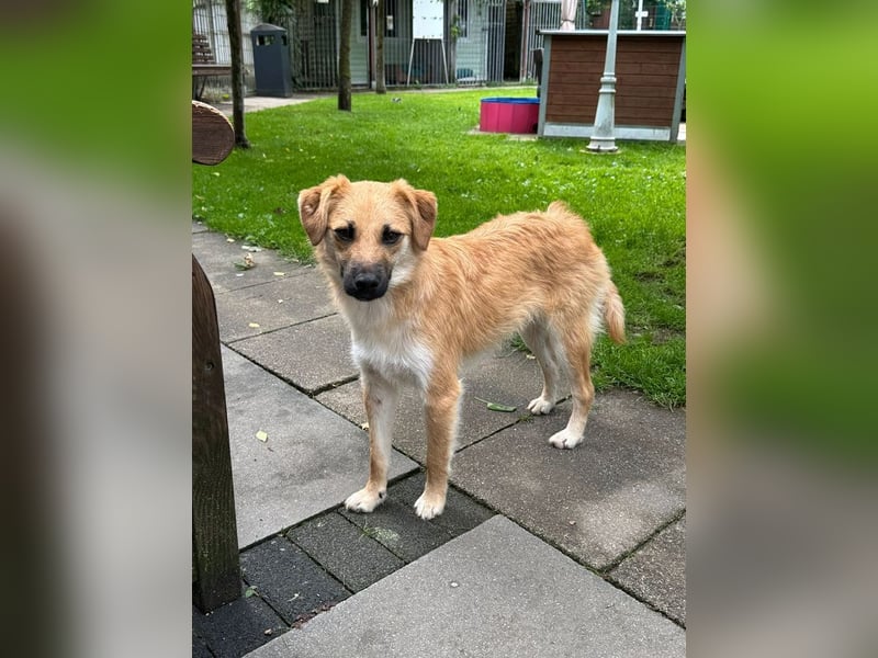 ♥PEPITO♥ neu auf Pflegestelle bei Köln - niedlicher, verspielter, fröhlicher Jungspund 46cm