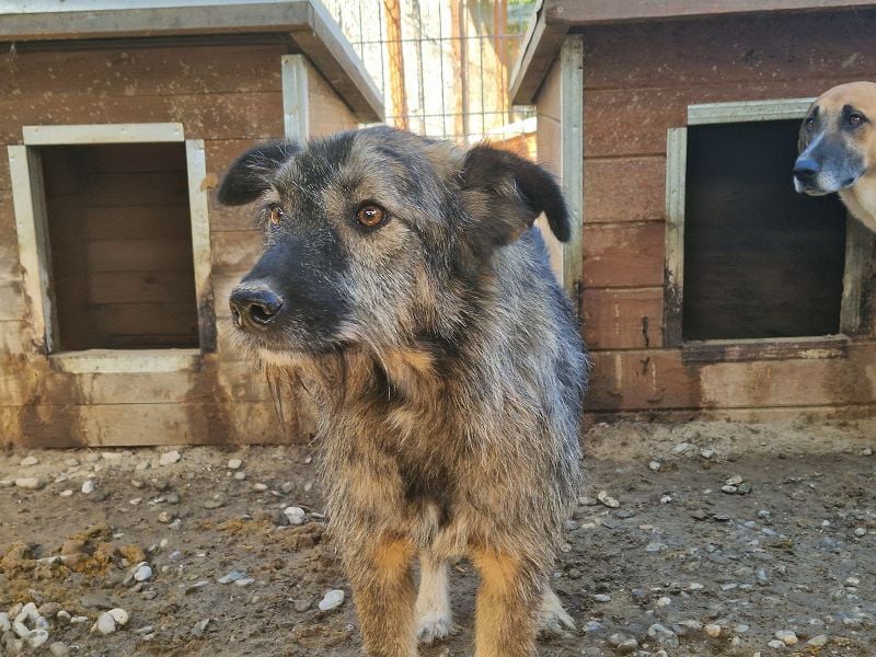 ♥VITO♥ sehr lieber, total süßer, noch etwas vorsichtiger Rüde, der sicher schnell auftaut 55 cm