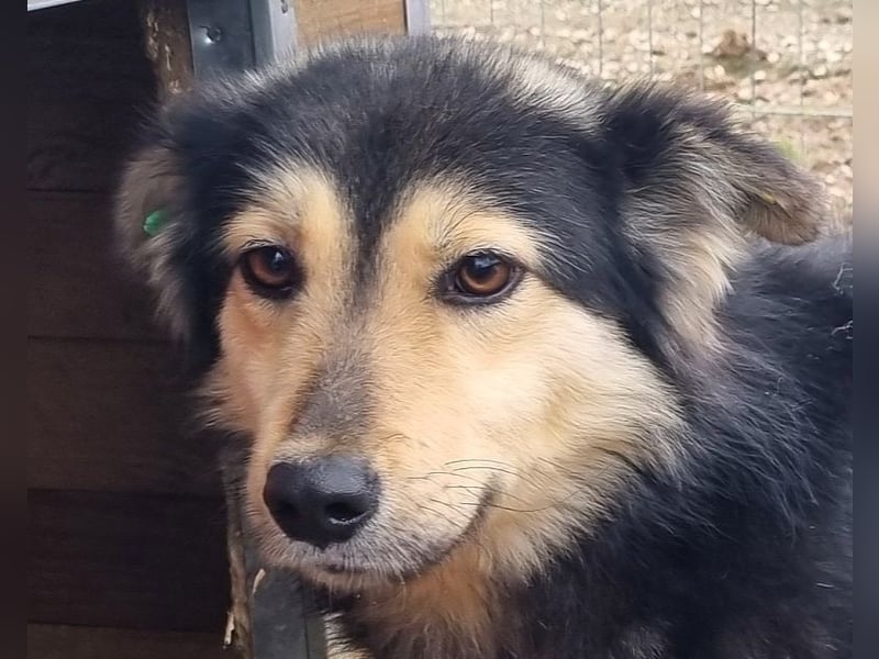 ♥ANCHO♥ bildhübscher, lieber Rüde; völlig überfordert vom lauten und stressigen Tierheimalltag 52 cm