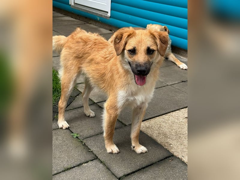 ♥PEPITO♥ neu auf Pflegestelle bei Köln - niedlicher, verspielter, fröhlicher Jungspund 46cm