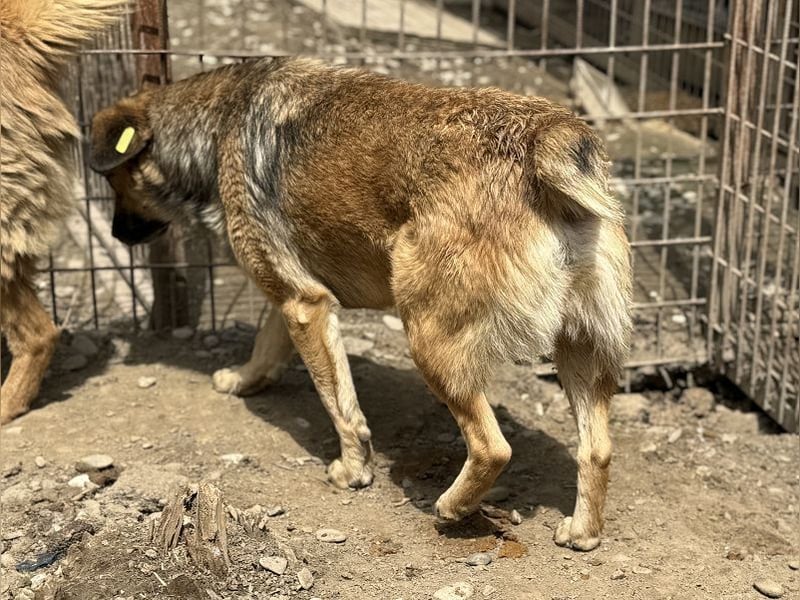 ♥QUENTIN♥ süßer, neugieriger, anfangs noch zurückhaltender Hundebub, der sicher schnell auftaut 44cm