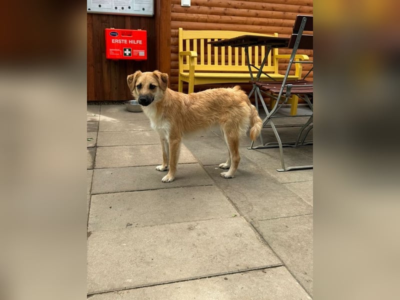 ♥PEPITO♥ neu auf Pflegestelle bei Köln - niedlicher, verspielter, fröhlicher Jungspund 46cm