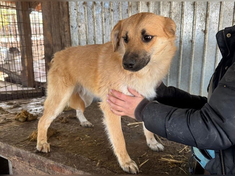 ♥PEPITO♥ ganz niedlicher, aufgeschlossener, verspielter Junior - wird max. mittelgroß
