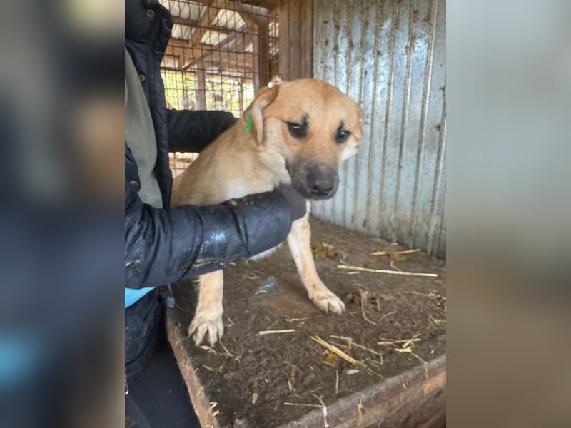♥PEPITO♥ ganz niedlicher, aufgeschlossener, verspielter Junior - wird max. mittelgroß
