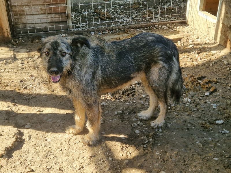 ♥VITO♥ sehr lieber, total süßer, noch etwas vorsichtiger Rüde, der sicher schnell auftaut 55 cm