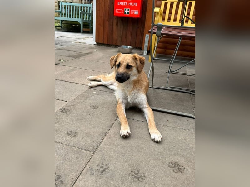 ♥PEPITO♥ neu auf Pflegestelle bei Köln - niedlicher, verspielter, fröhlicher Jungspund 46cm