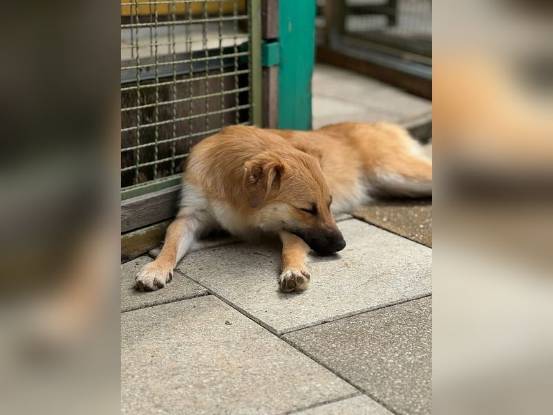 ♥PEPITO♥ neu auf Pflegestelle bei Köln - niedlicher, verspielter, fröhlicher Jungspund 46cm