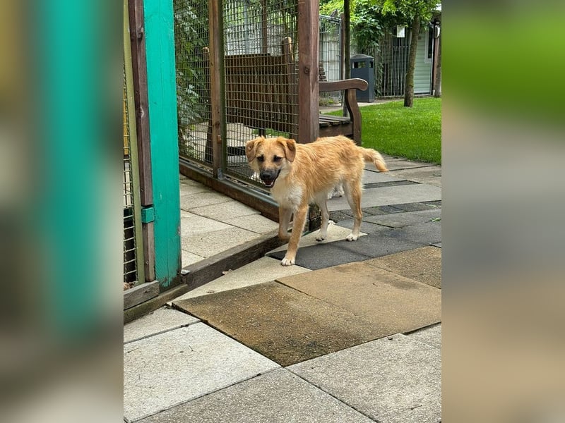 ♥PEPITO♥ neu auf Pflegestelle bei Köln - niedlicher, verspielter, fröhlicher Jungspund 46cm