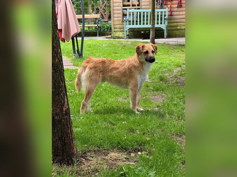 ♥PEPITO♥ neu auf Pflegestelle bei Köln - niedlicher, verspielter, fröhlicher Jungspund 46cm