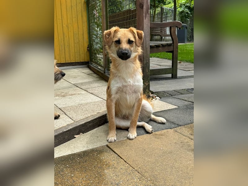 ♥PEPITO♥ neu auf Pflegestelle bei Köln - niedlicher, verspielter, fröhlicher Jungspund 46cm