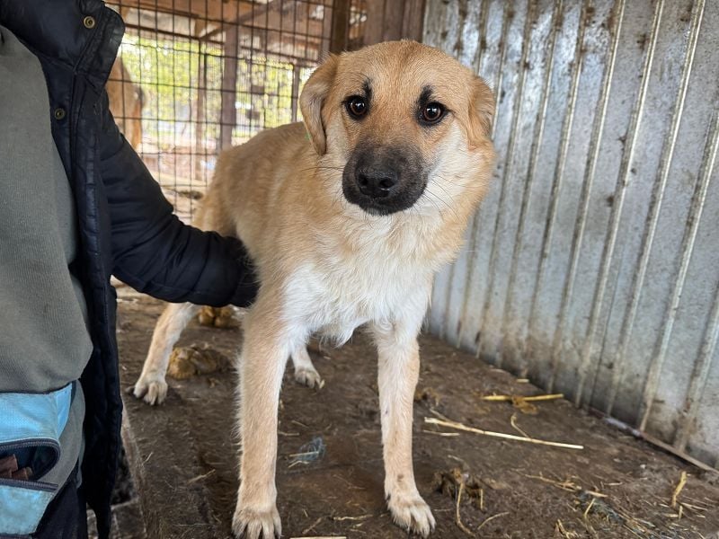 ♥PEPITO♥ ganz niedlicher, aufgeschlossener, verspielter Junior - wird max. mittelgroß