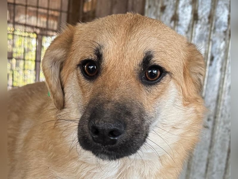 ♥PEPITO♥ ganz niedlicher, aufgeschlossener, verspielter Junior - wird max. mittelgroß