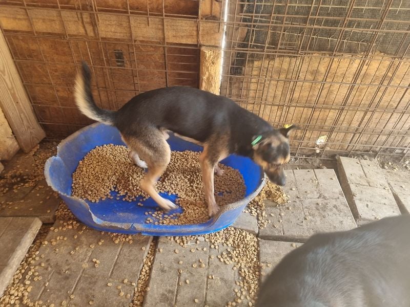 ♥ELIANO♥ Unser Lieblingsfoto, auf dem er uns über beide Ohren anlacht 49 cm