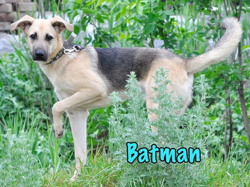 Batman geb. 10/2024 - lebensfroher und verspielter Junghund sucht Menschen fürs Leben!