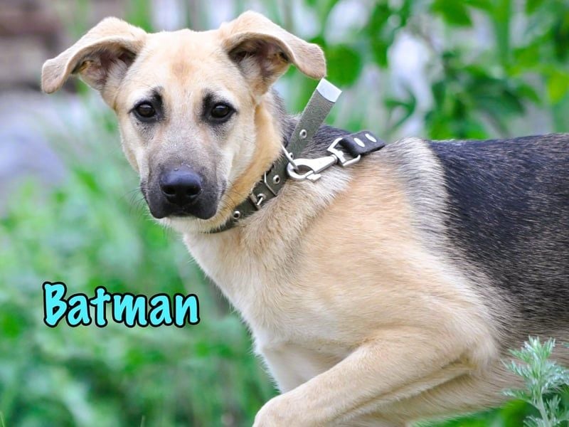 Batman geb. 10/2024 - lebensfroher und verspielter Junghund sucht Menschen fürs Leben!