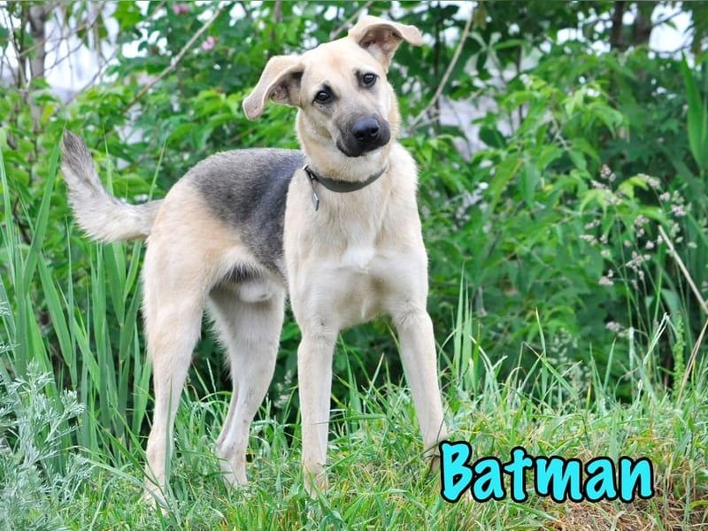 Batman geb. 10/2024 - lebensfroher und verspielter Junghund sucht Menschen fürs Leben!