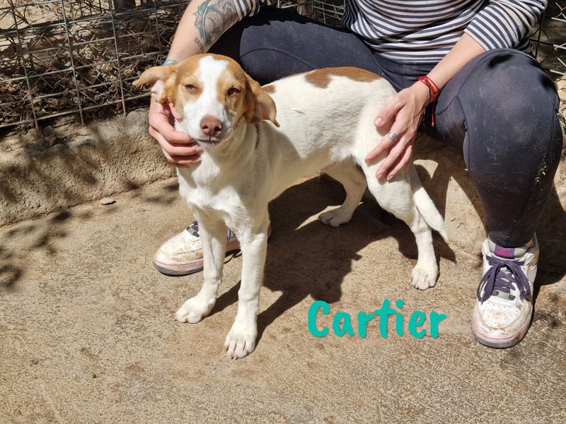 Cartier 12/2022 (ESP) - verspielter, sozialer und fröhlicher Sonnenschein!