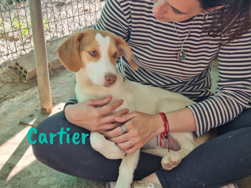 Cartier 12/2022 (ESP) - verspielter, sozialer und fröhlicher Sonnenschein!