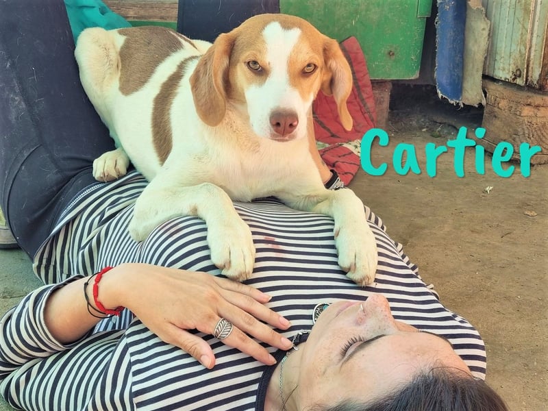 Cartier 12/2022 (ESP) - verspielter, sozialer und fröhlicher Sonnenschein!