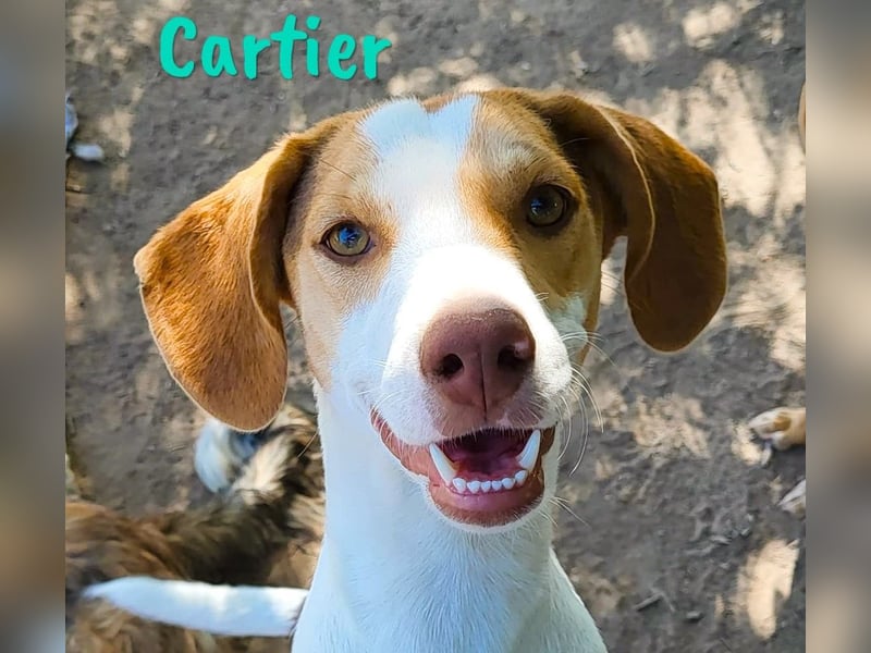 Cartier 12/2022 (ESP) - verspielter, sozialer und fröhlicher Sonnenschein!