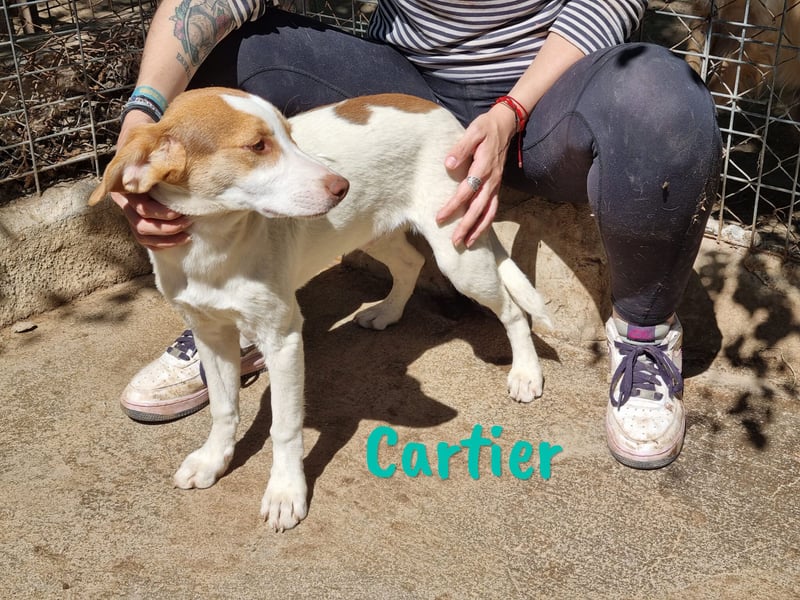 Cartier 12/2022 (ESP) - verspielter, sozialer und fröhlicher Sonnenschein!