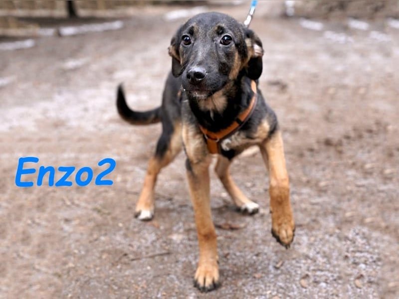 Enzo2 geb. 04/2024 - liebevoller, geselliger und verträglicher Junghund!