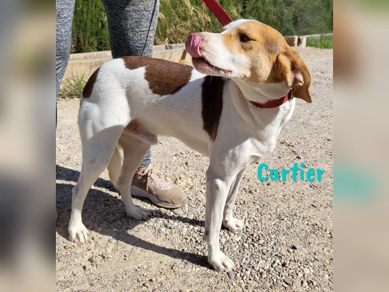 Cartier 12/2022 (ESP) - verspielter, sozialer und fröhlicher Sonnenschein!
