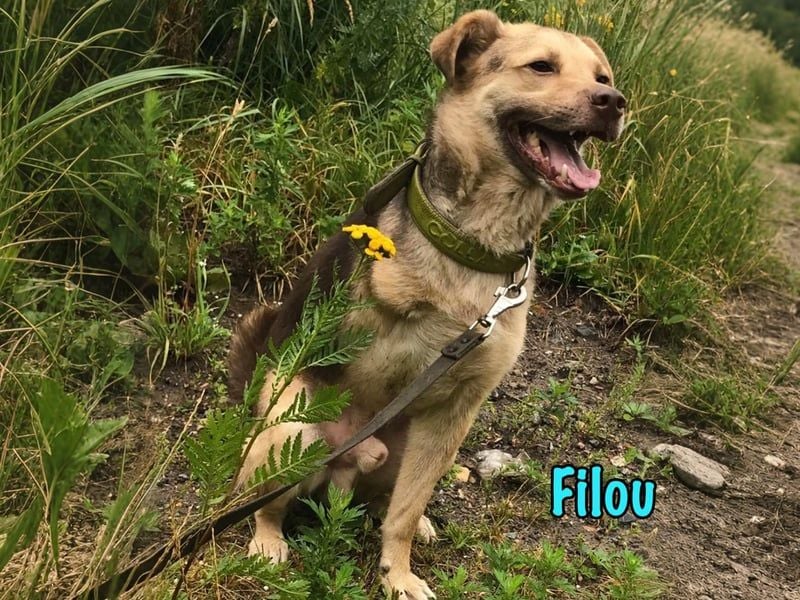 Filou geb. 04/2022 - lebensfroher, unglaublich netter Hund sucht Menschen mit Herz!