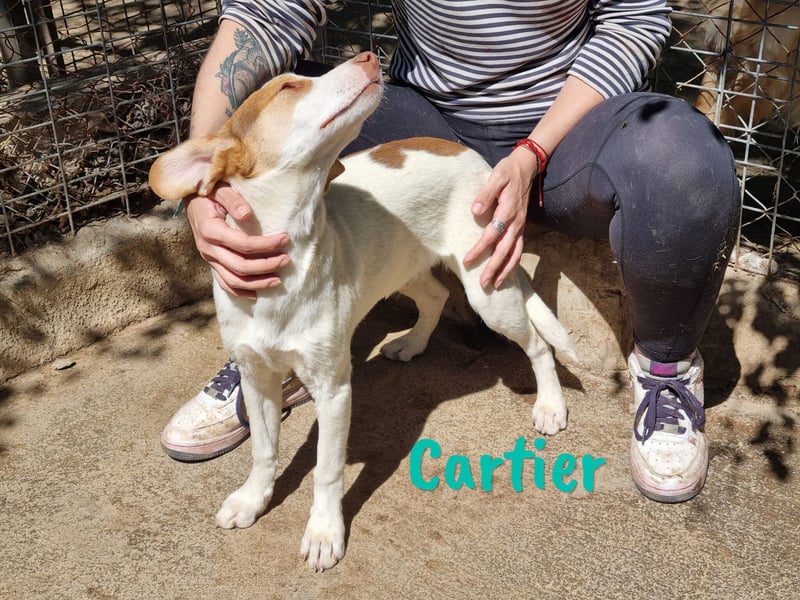Cartier 12/2022 (ESP) - verspielter, sozialer und fröhlicher Sonnenschein!