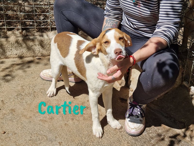 Cartier 12/2022 (ESP) - verspielter, sozialer und fröhlicher Sonnenschein!