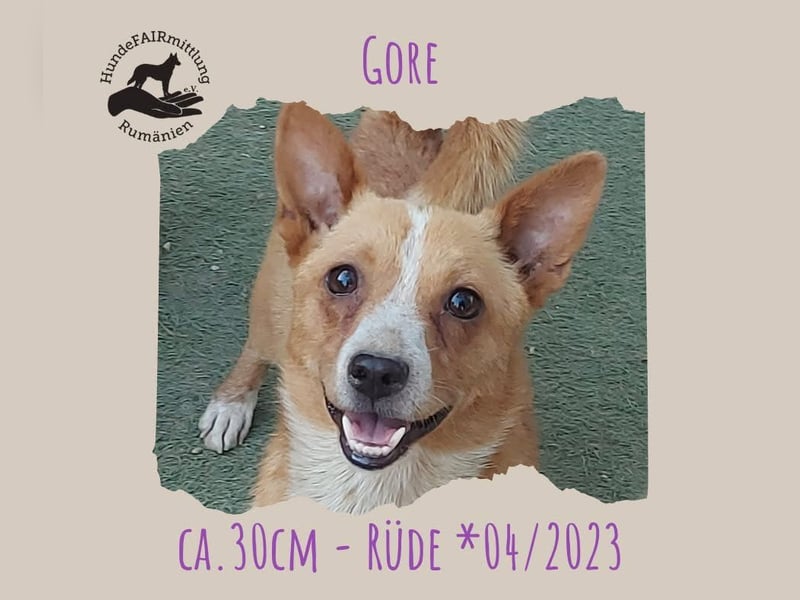 Gore, toller kleiner Kerl