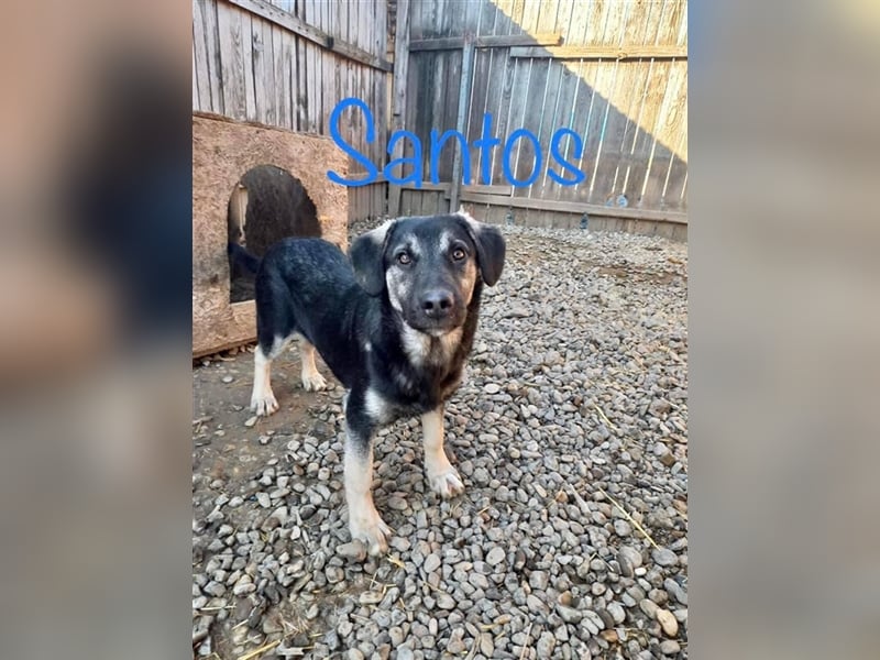 Unser hübscher Santos