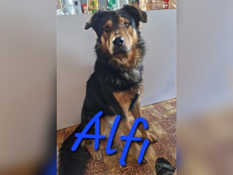 Unser schöner Alfi