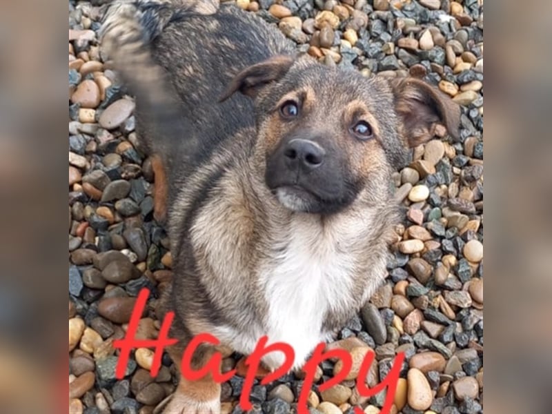 Unser lieber Happy