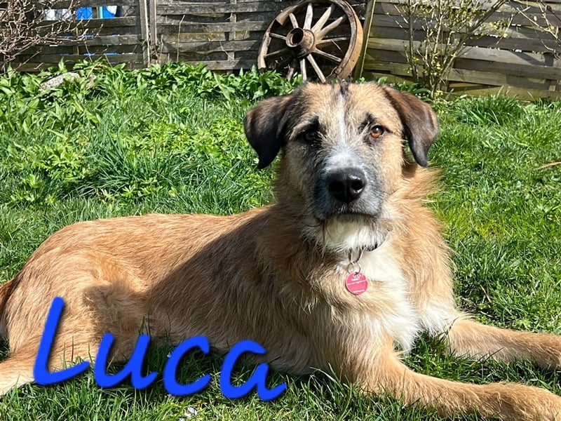 Unser verschmuster Luca