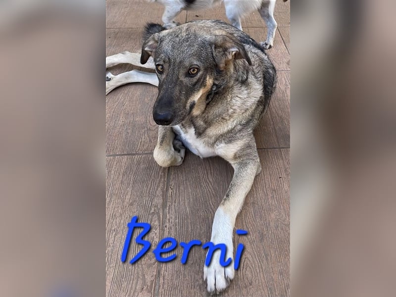 Unser schmusebedürftiger Bernie