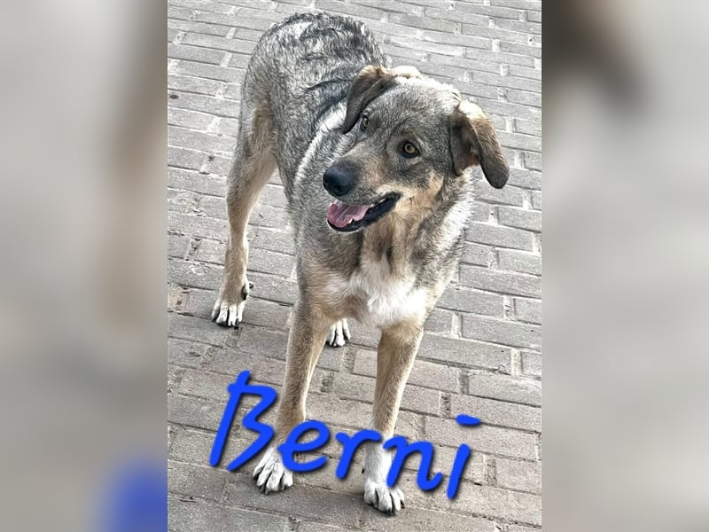 Unser schmusebedürftiger Bernie
