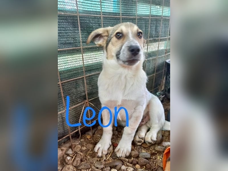 Unser lieber Leon