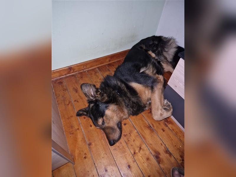 Unser schöner Alfi