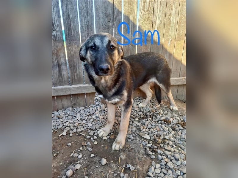 Unser toller Sam