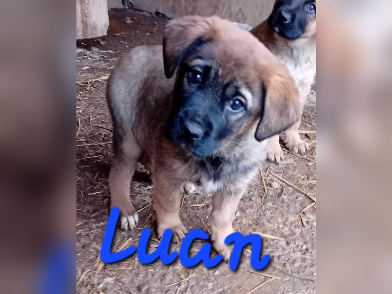 Unser schöner LUAN