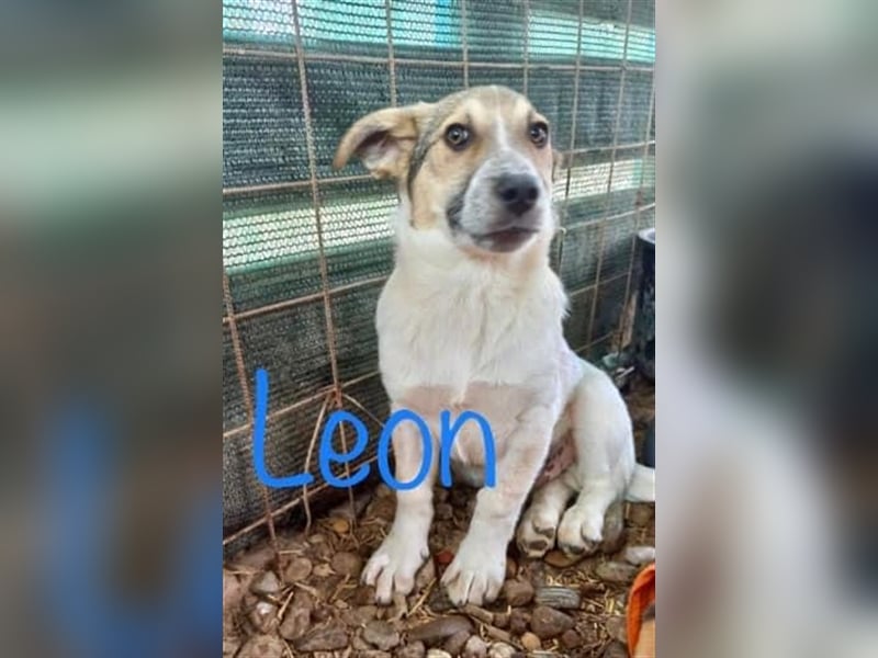 Unser zauberhafter Leon
