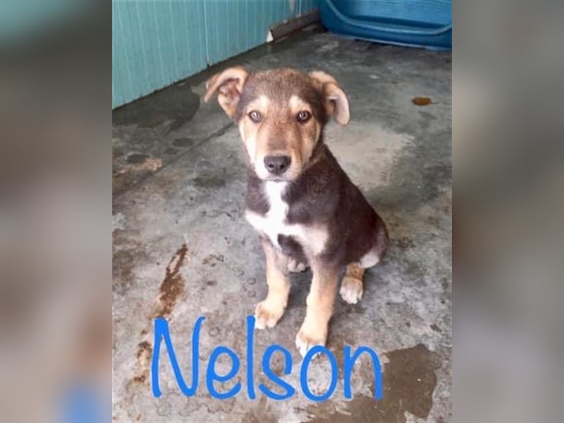 Unser schöner Nelson