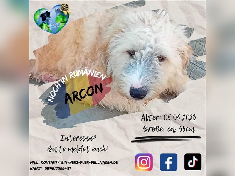 Unser treuer Arco