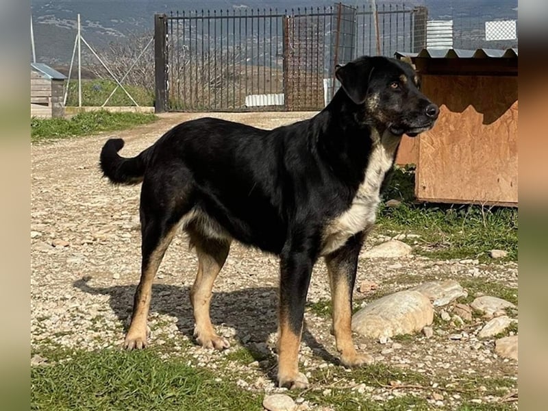 Speedy, geb. ca. 04/2018, lebt in GRIECHENLAND, auf einem Gelände, auf dem die Hunde notdürftig vers