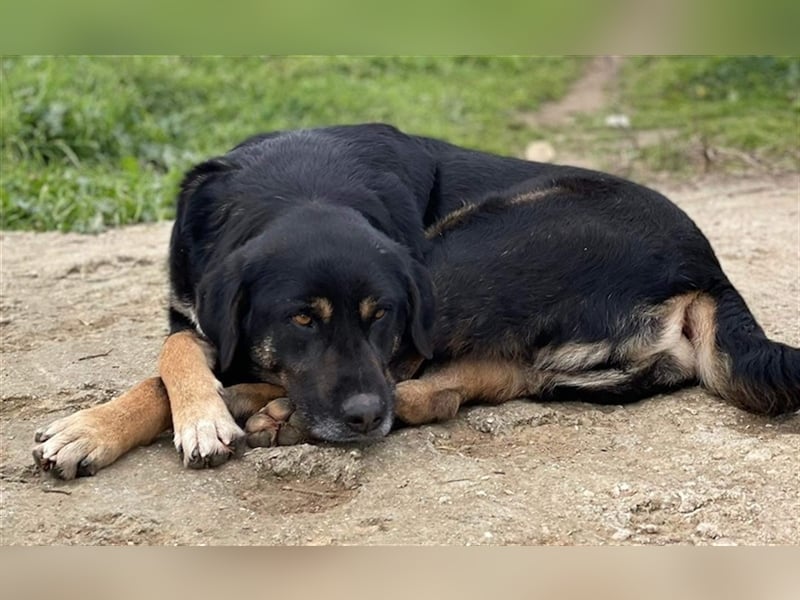 Speedy, geb. ca. 04/2018, lebt in GRIECHENLAND, auf einem Gelände, auf dem die Hunde notdürftig vers