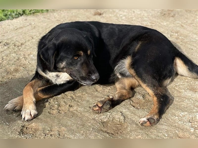 Speedy, geb. ca. 04/2018, lebt in GRIECHENLAND, auf einem Gelände, auf dem die Hunde notdürftig vers