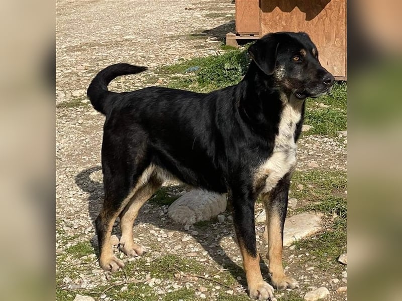 Speedy, geb. ca. 04/2018, lebt in GRIECHENLAND, auf einem Gelände, auf dem die Hunde notdürftig vers